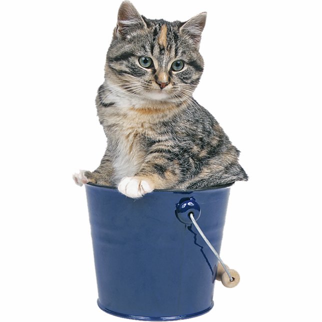 Tabby Cat Staand Fotobeeldje (Voorkant)