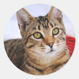 Tabby Cat Stickers