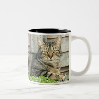 Tabby Cat Tweekleurige Koffiemok