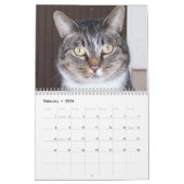 Tabby Cats Calendar Kalender (Feb 2026)
