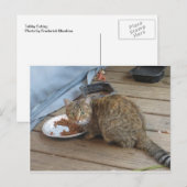 Tabby Eating Briefkaart (Voorkant / Achterkant)