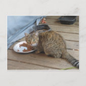 Tabby Eating Briefkaart (Voorkant)