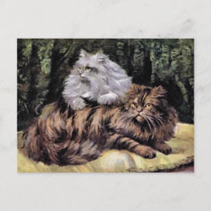 Tabby en Silver Persians Briefkaart