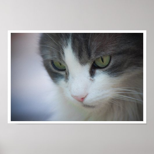 Tabby en White Cat Close-up Poster (Voorkant)