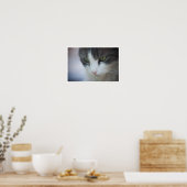 Tabby en White Cat Close-up Poster (Keuken)