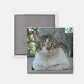 Tabby en White Cat Magnet (Voorkant / Achterkant)