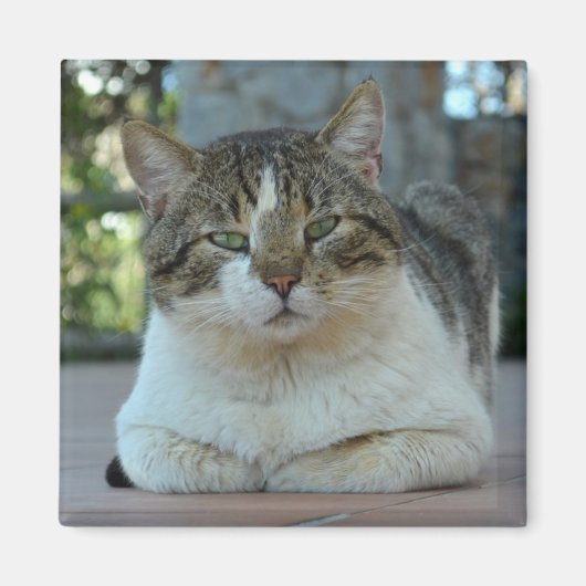Tabby en White Cat Magnet (Voorkant)