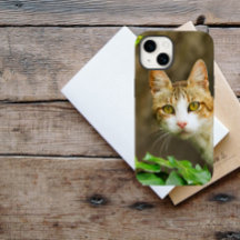 Tabby en Witte kat en jus