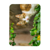 Tabby en Witte kat en jus Magneet (Verticaal)