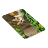 Tabby en witte kat en klimop magneet (Rechterzijde)