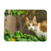 Tabby en witte kat en klimop magneet (Horizontaal)