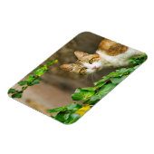 Tabby en witte kat en klimop magneet (Linkerzijde)