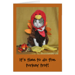 Tabby en witte Thanksgiving