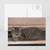 Tabby is dozing briefkaart (Voorkant / Achterkant)