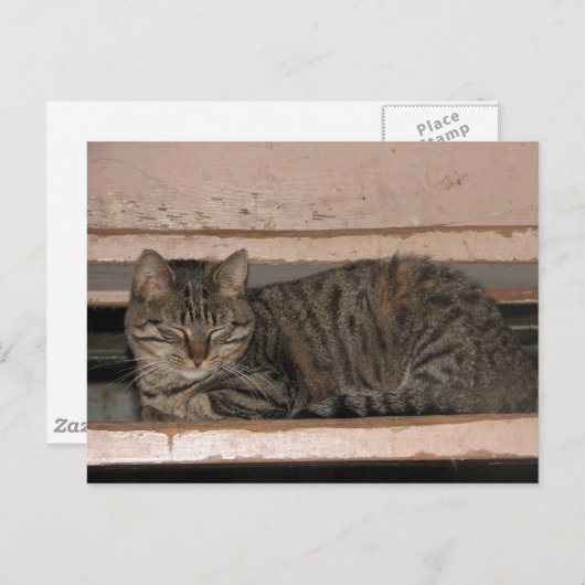 Tabby is dozing briefkaart (Voorkant / Achterkant)