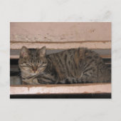 Tabby is dozing briefkaart (Voorkant)
