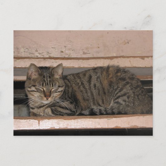 Tabby is dozing briefkaart (Voorkant)