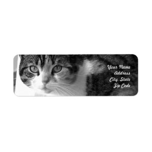 Tabby kat adresetiketten etiket