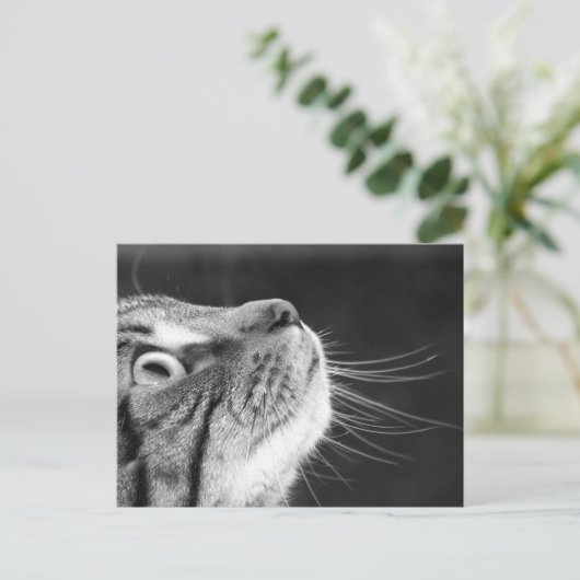 Tabby Kat in zwart-wit Briefkaart (Staand voorkant)