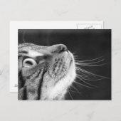 Tabby Kat in zwart-wit Briefkaart (Voorkant / Achterkant)