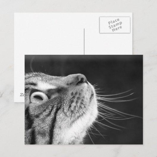 Tabby Kat in zwart-wit Briefkaart (Voorkant / Achterkant)