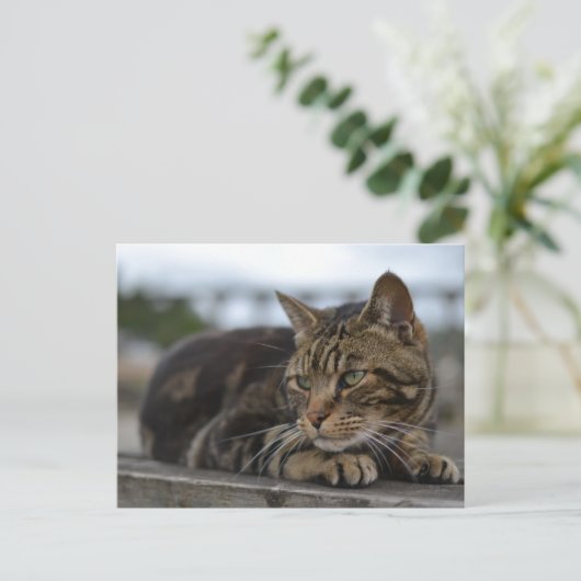 Tabby kat klaar voor actie in Devon Briefkaart (Staand voorkant)