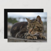 Tabby kat klaar voor actie in Devon Briefkaart (Voorkant / Achterkant)