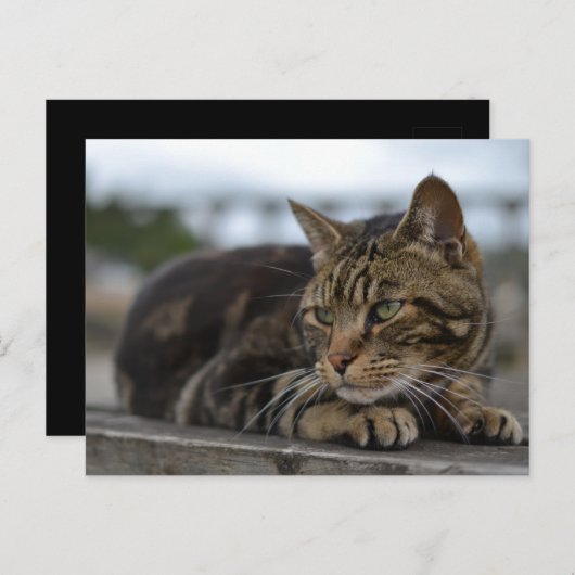 Tabby kat klaar voor actie in Devon Briefkaart (Voorkant / Achterkant)