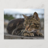 Tabby kat klaar voor actie in Devon Briefkaart (Voorkant)