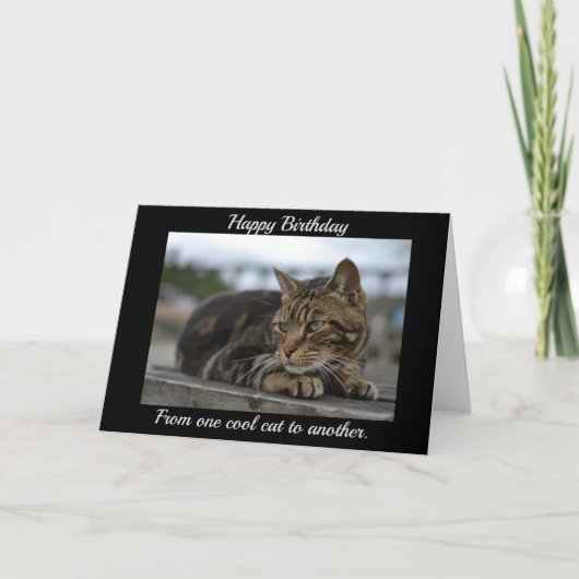 Tabby kat klaar voor actie kaart (Voorkant)