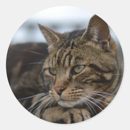 Tabby kat klaar voor actie ronde sticker (Voorkant)