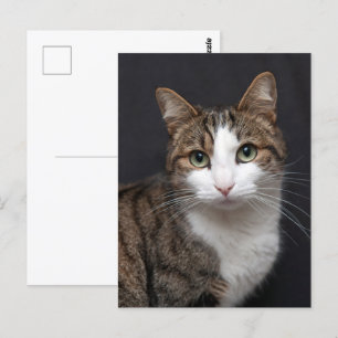 Tabby kat met groene ogen tegen zwarte achtergrond briefkaart