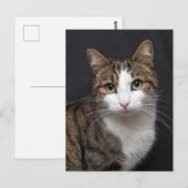 Tabby kat met groene ogen tegen zwarte achtergrond briefkaart (Voorkant / Achterkant)