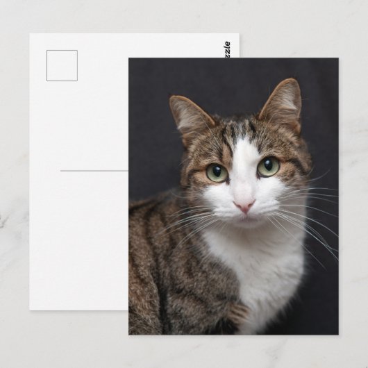 Tabby kat met groene ogen tegen zwarte achtergrond briefkaart (Voorkant / Achterkant)