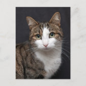 Tabby kat met groene ogen tegen zwarte achtergrond briefkaart (Voorkant)