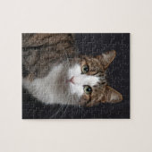 Tabby kat met groene ogen tegen zwarte achtergrond legpuzzel (Horizontaal)