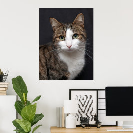 Tabby kat met groene ogen tegen zwarte achtergrond poster