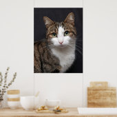 Tabby kat met groene ogen tegen zwarte achtergrond poster (Keuken)