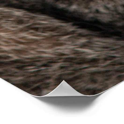 Tabby kat met groene ogen tegen zwarte achtergrond poster (Hoek)