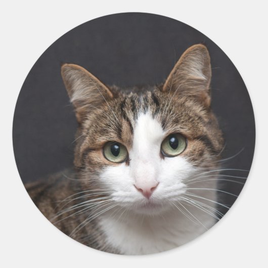 Tabby kat met groene ogen tegen zwarte achtergrond ronde sticker (Voorkant)