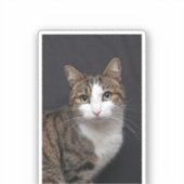 Tabby kat met groene ogen tegen zwarte achtergrond sticker (Voorkant)