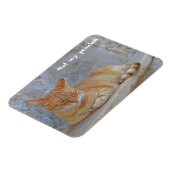Tabby kat rust in Dubrovnik Niet mijn probleem! Magneet (Linkerzijde)