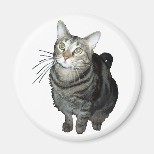 Tabby kattenmagneet magneet (Voorkant)