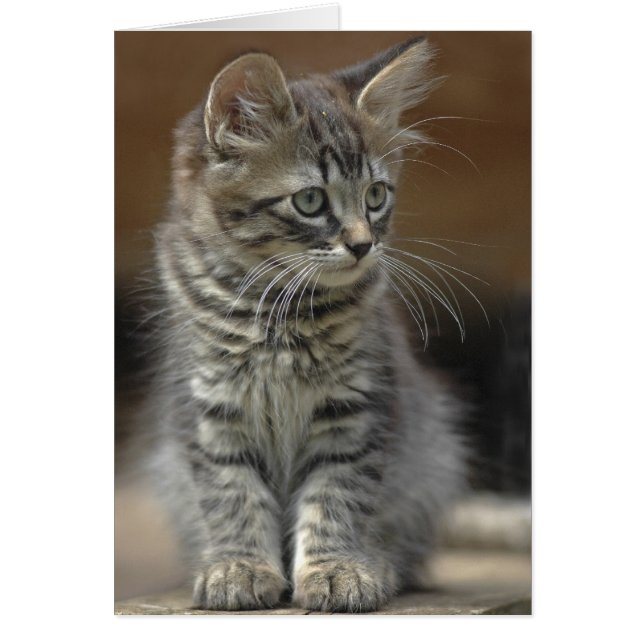 Tabby Kitten (Voorkant)