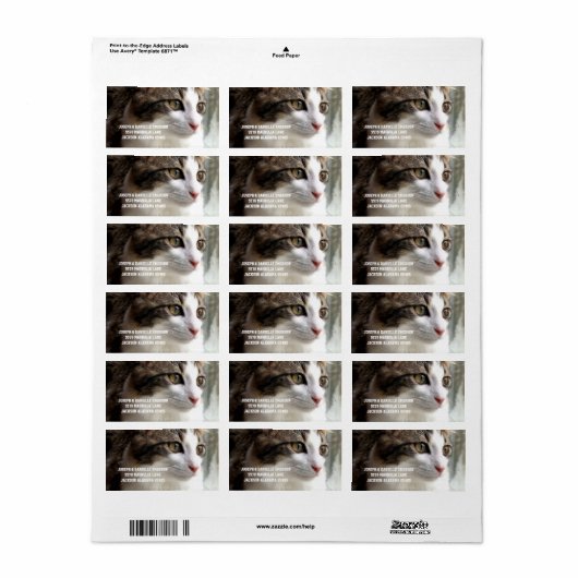 Tabby Kitten Adresetiketten Etiket (Full Sheet)