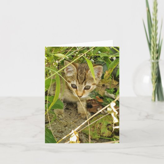 Tabby kitten bedankkaart (Voorkant)