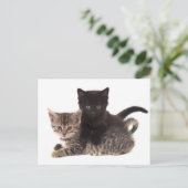tabby kitten black kitten briefkaart (Staand voorkant)