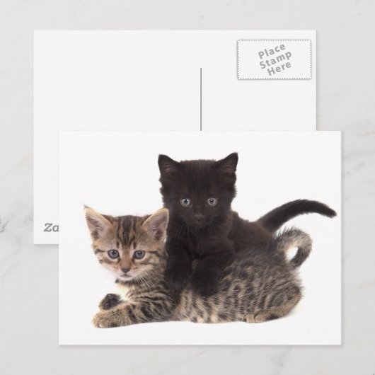 tabby kitten black kitten briefkaart (Voorkant / Achterkant)