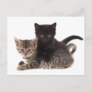 tabby kitten black kitten briefkaart