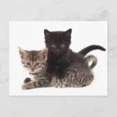 tabby kitten black kitten briefkaart (Voorkant)